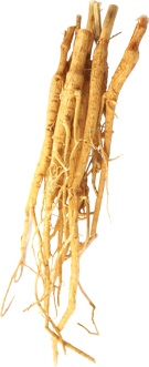 astragalus  root