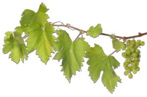 grape-leaves
