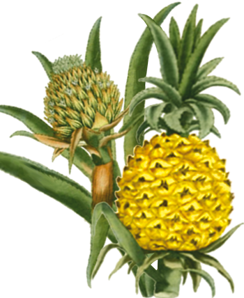 ananas-comosus